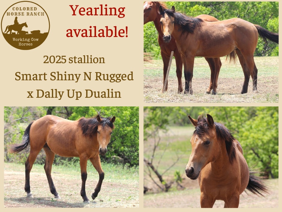 yearling