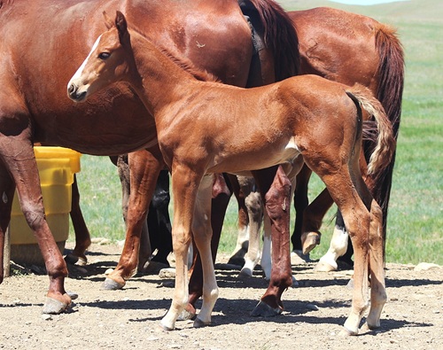filly