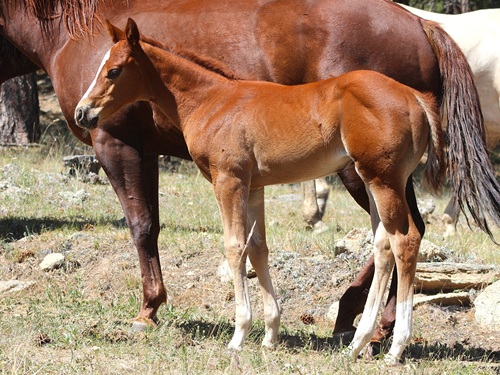 Foal by Two Timin Shiner
