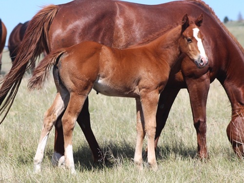 filly