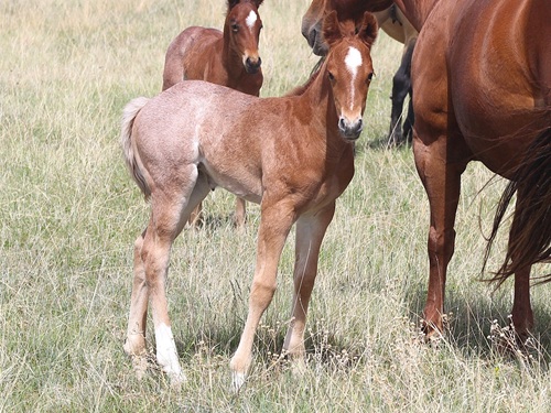 expected foal