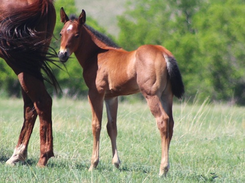 filly