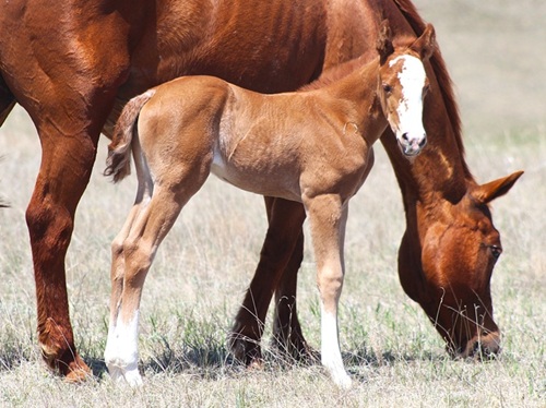 Jewels Lil Olena filly