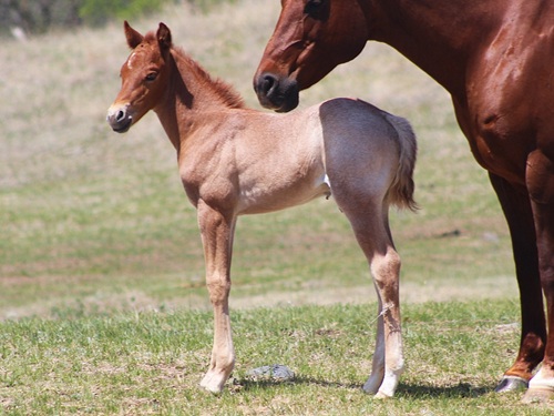 JFR colt