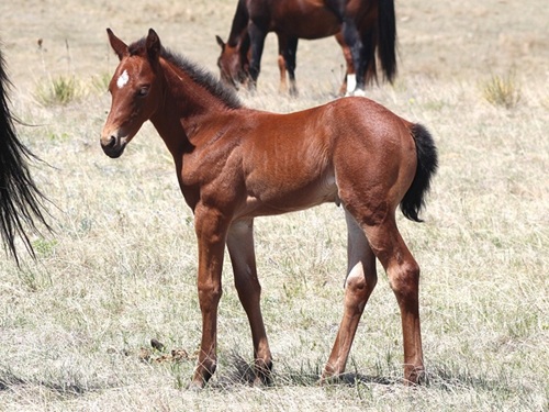 #03 filly