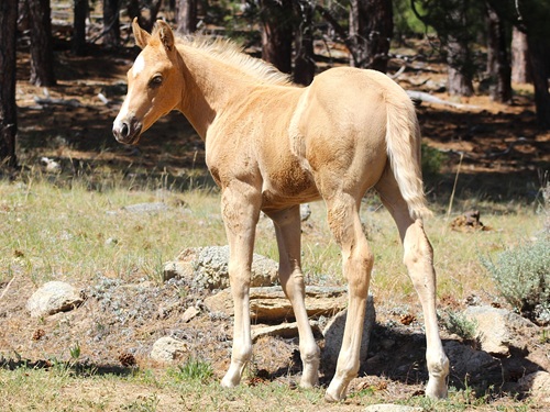 expected foal