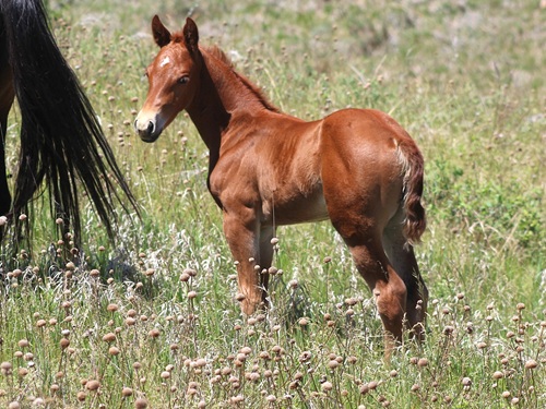 filly