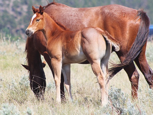 filly
