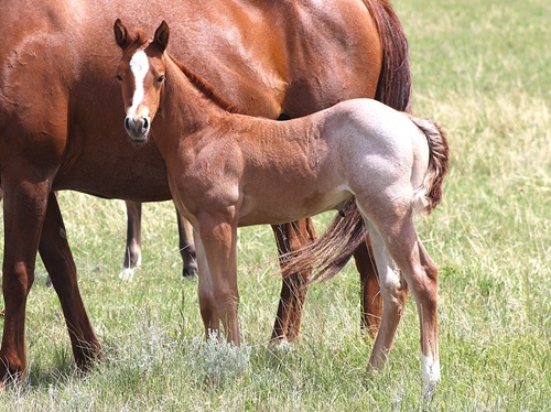 filly