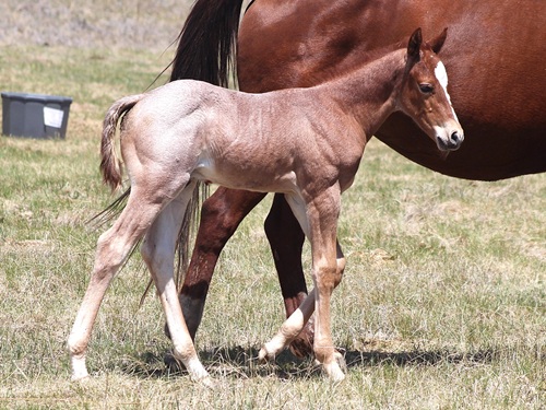 #13 colt