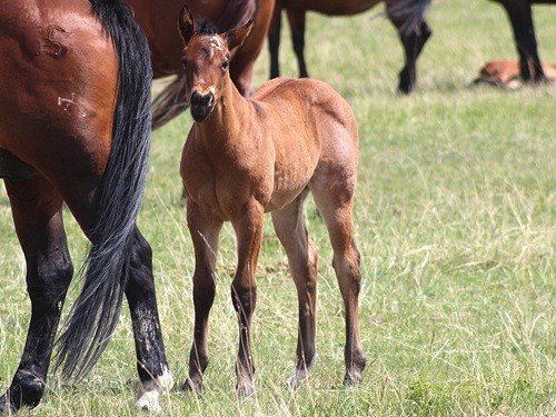 filly