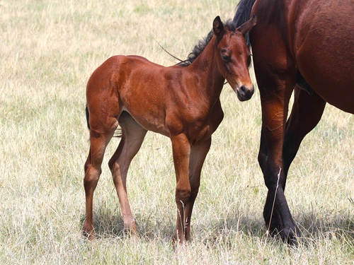 expected foal