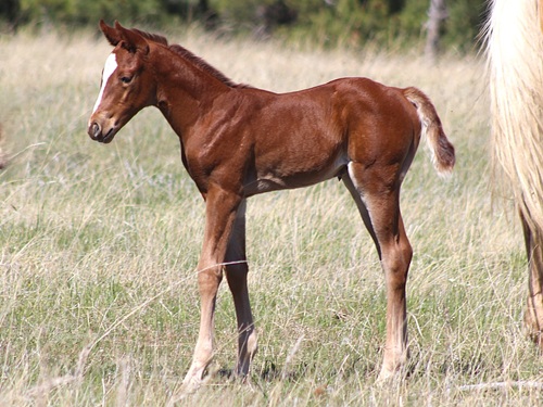 filly