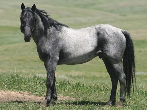 Wrangler