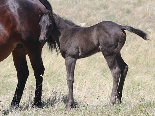 expected foal
